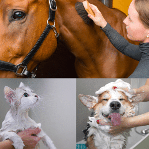 9. Pet Grooming